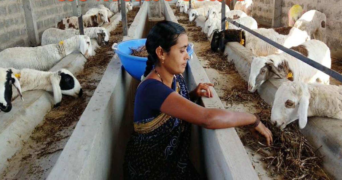 "Rajasthan Government's Goat Farming Loan Scheme"