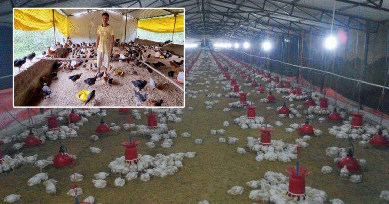 "Poultry Farm Loan Subsidy Scheme: Boost Your Farming Venture"