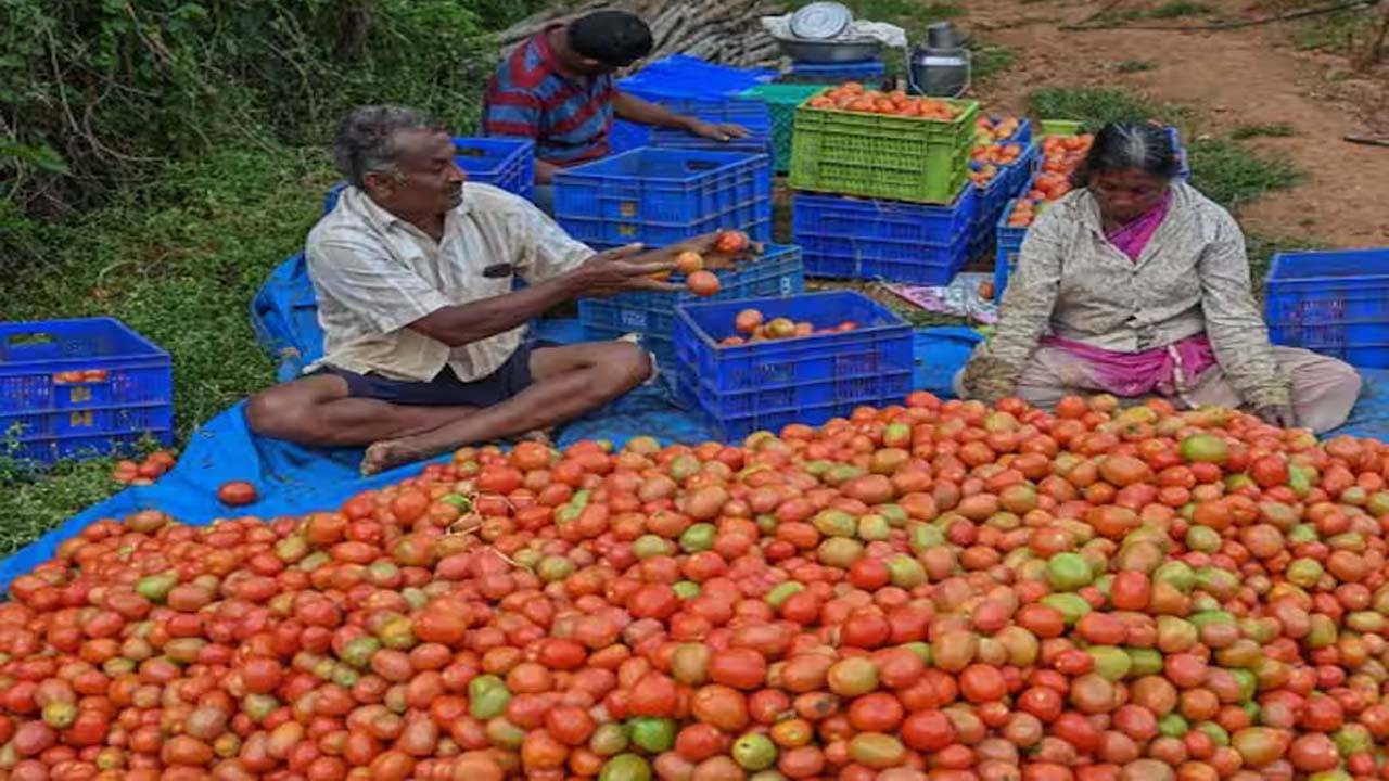 "Discover recent tomato price fluctuations in Andhra Pradesh and Telangana. Gain insights into market dynamics and trends affecting tomato prices in these regions."