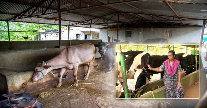 Dairy Farming Success: Earn ₹7 Lakhs Monthly with Organic Milk Production