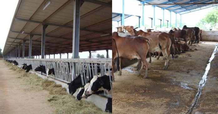 Rs. 2 Lakh Subsidy for Cattle Shed Construction Under NREGA Scheme