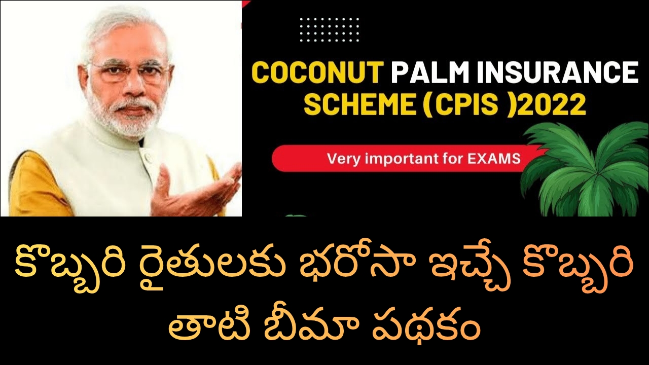 Coconut Palm Insurance:కొబ్బరి రైతులకు భరోసా ఇచ్చే కొబ్బరి తాటి బీమా పథకం