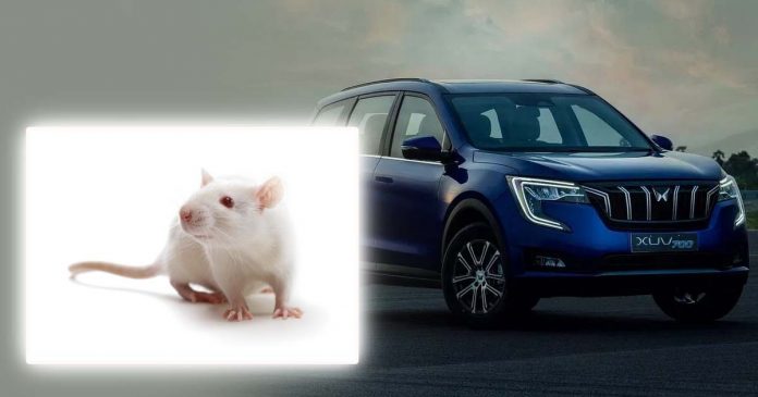 Comprehensive Car Insurance with Zero Dep: Rat Damage Covered